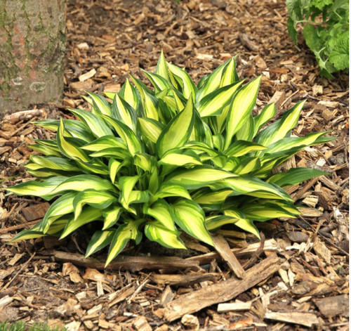 Hosta little tuft - tuft', (plantain