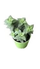 Crassula Perforata ROOTED Cutting Succulent House Plant (3-5cm)