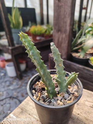 Caralluma lutea stapelia - caralluma,