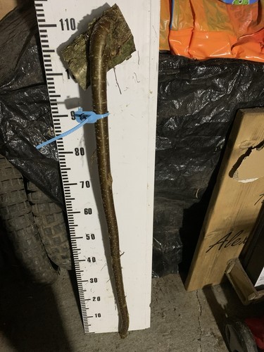 Hazel shank walking stick - shank, knob