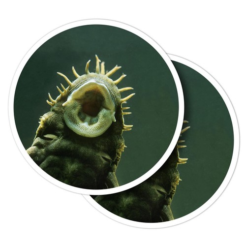 Vinyl stickers bristlenose - stickers,