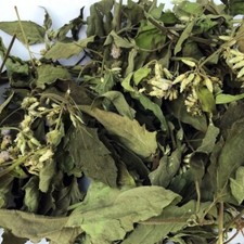 Lucid Calea Zacatechichi Plant