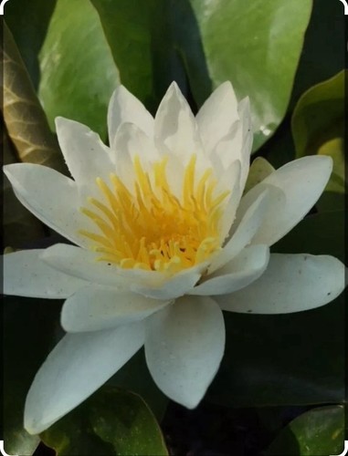 Alba white water lily - white,
