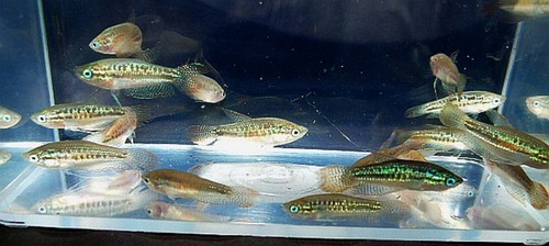 Group sparkling gouramis - group,