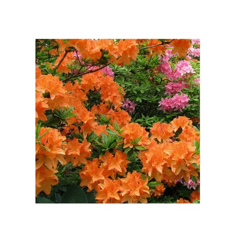 Azalea evergreen shrub - evergreen,