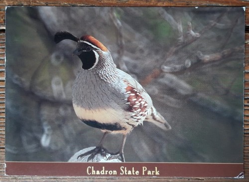 Usa birds postcard - -, gambel's