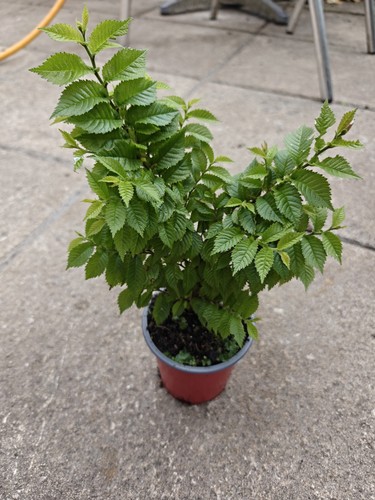 Ulmus hollandica jacqueline - ulmus,