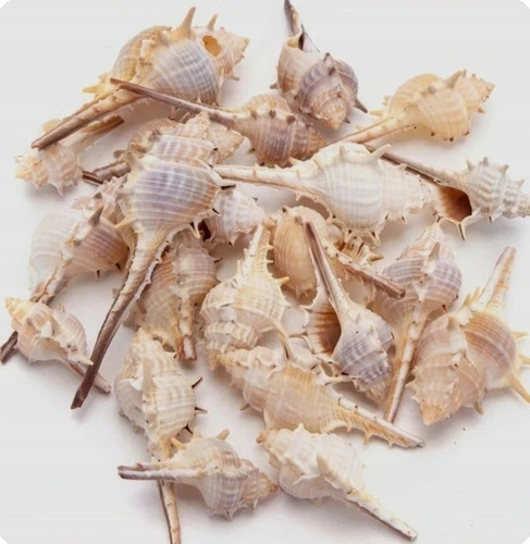 Murex trapa sea snail - murex,