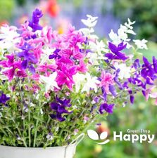 CLARY SAGE - TRICOLOR MIXED - 200 SEEDS - Salvia horminum - CUTTING FLOWER