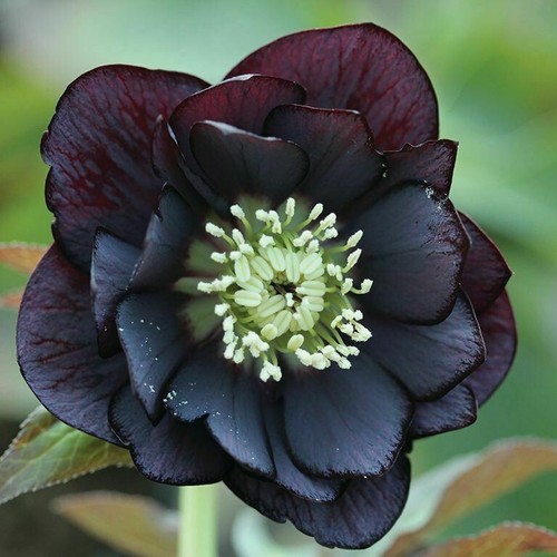 Hellebore double black - black, –