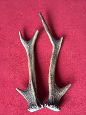 PAIR OF SIKA DEER ANTLERS 132g.   approx. 18,5/22cm.