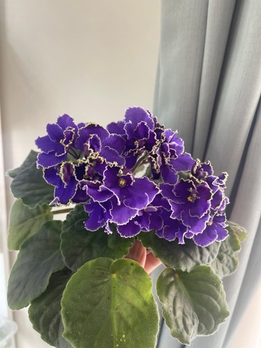 African violets one freshly - violets,