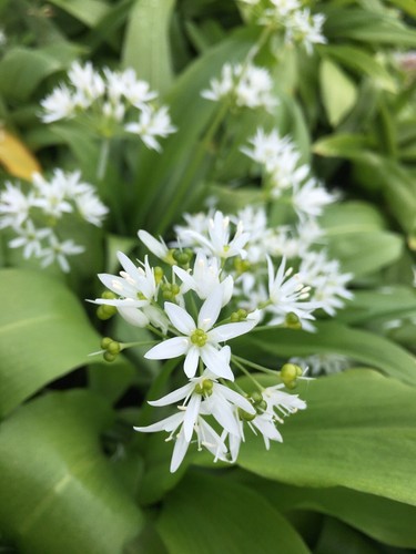 Ten allium ursinum - ursinum, or