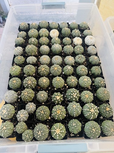 Astrophytum random lot rare - astrophytum, lot!