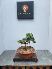 (44B) Juniper Bonsai Tree