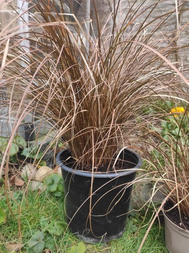 Ornamental grass carex - grass,