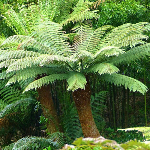 Dicksonia antarctica tree - dicksonia,