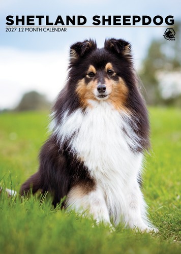 Shetland sheepdog 2027 a3 - sheepdog, |