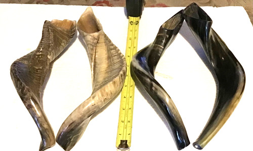 Kosher polished ram horn - ram’s,