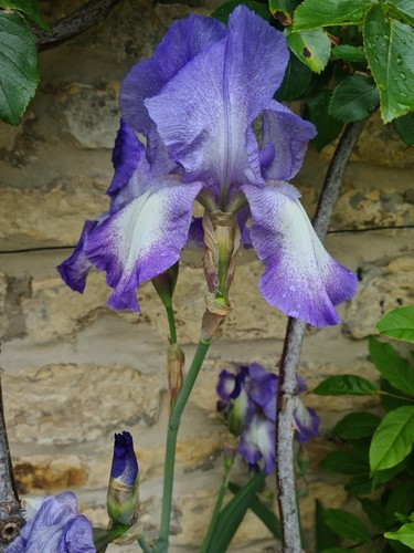 Bearded iris x - iris,