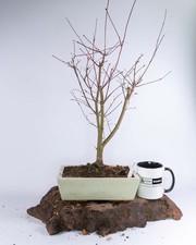 Japanese Maple Deshojo Bonsai