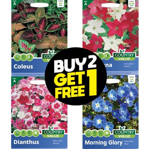 Flower seeds cornflower - flower,
