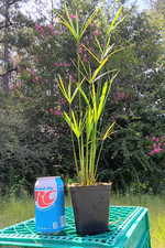 Dwarf Umbrella Palm (Cyperus)