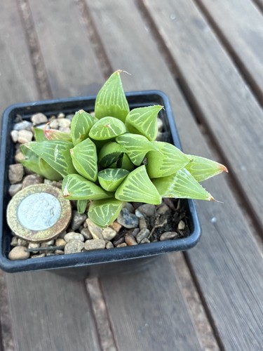 Haworthia retusa succulent - haworthia,