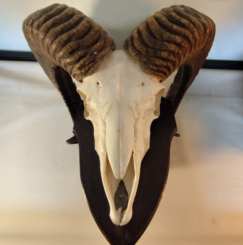 Mufflon antler trophy mount - mufflon,