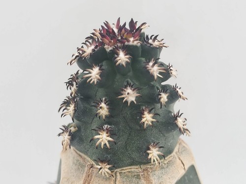 Echinocereus davisii - , f