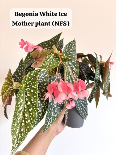 Indoor houseplant begonia - houseplant,