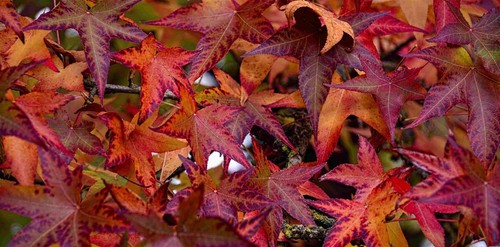 Liquidambar sweet gum - liquidambar, trees