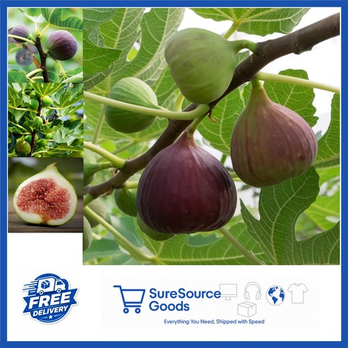 Pot fig tree brown - 3l, turkey'