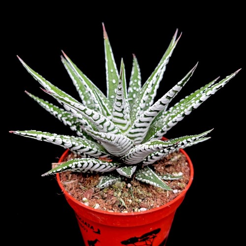 Haworthia alba shade - haworthia,