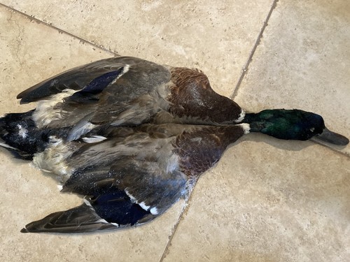 Drake mallard duck - drake,