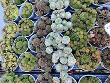 5x Mixed Sempervivum Alpine