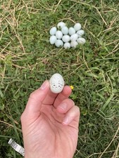 24 Rare Fertile Celadon Blue