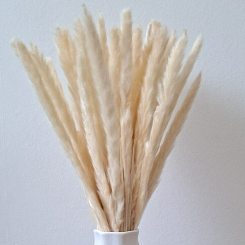 Dried natural pampas grass - dried,