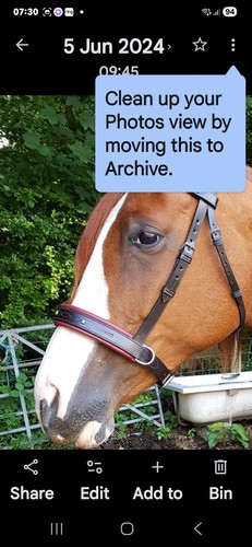Transend bridle bespoke - transend,
