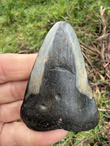 Fossil megalodon shark tooth - fossil,