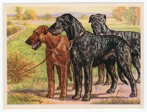 Irish wolfhound dog 1952 - irish,