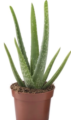 Aloe vera plant well - aloe,
