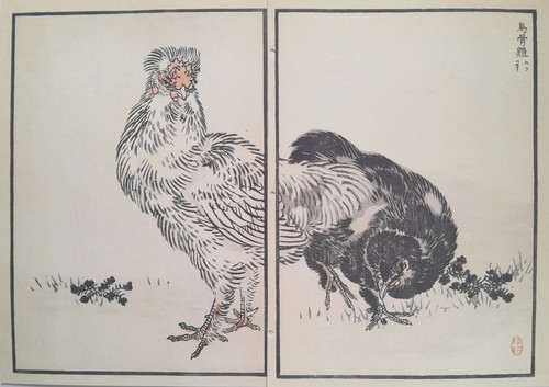 Bairei silkies silkie hens - silkies,