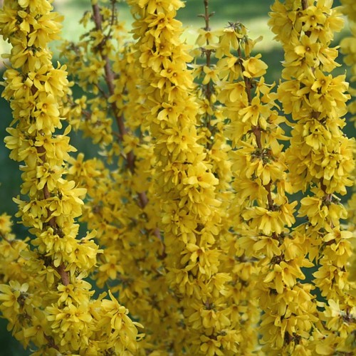 Forsythia intermedia mikador - intermedia, 3