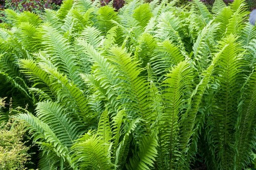 Gigantic shuttlecock fern - shuttlecock,