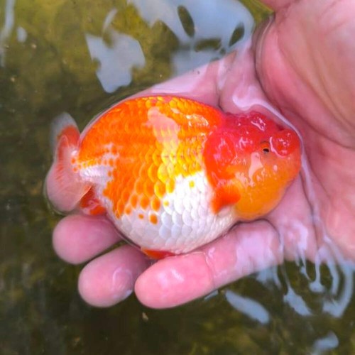 Live premium fancy goldfish - live,