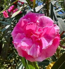 Nerium oleander cv 'LOREDANA' DARK PINK | Oleander | Rosebay - Oleander | Roseba