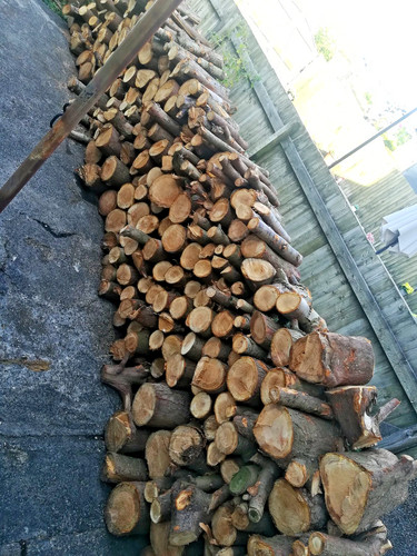 Soft wood tree logs - soft, for