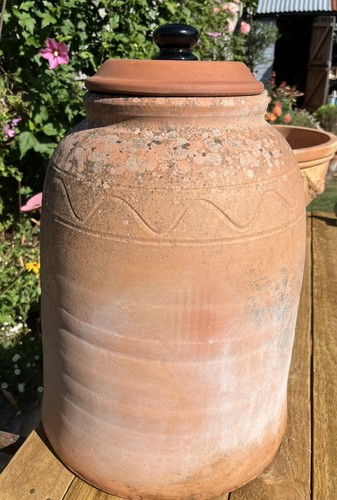 Vintage terracotta rhubarb - terracotta,