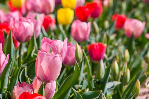 Mixed darwin hybrid tulip - 30,